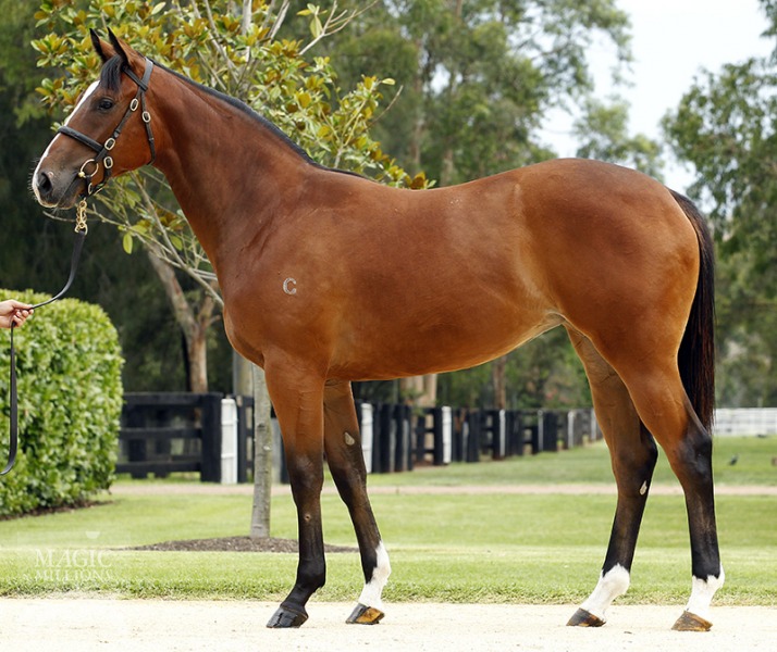 Fast 'N' Feisty (AUS) - photo 1