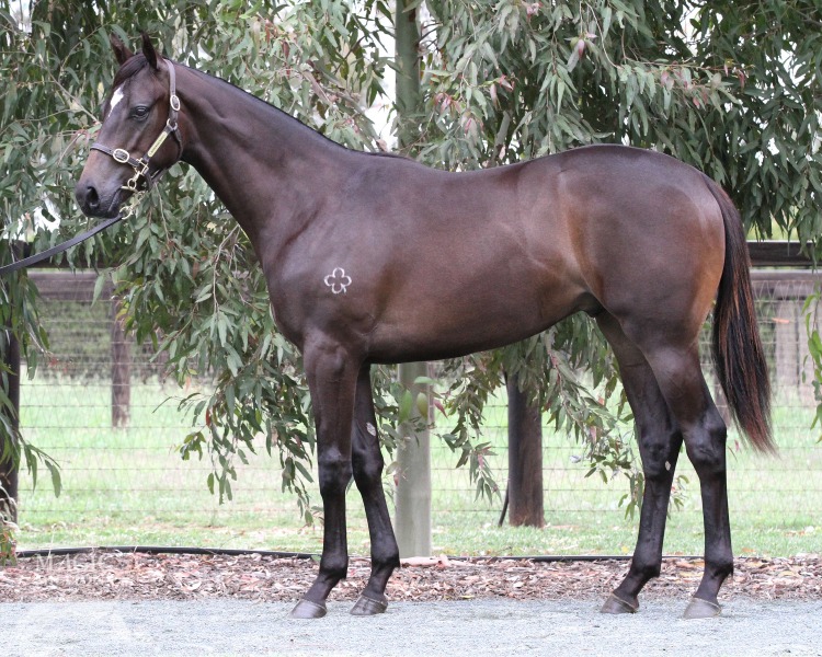 Niccolance (AUS) - photo 1