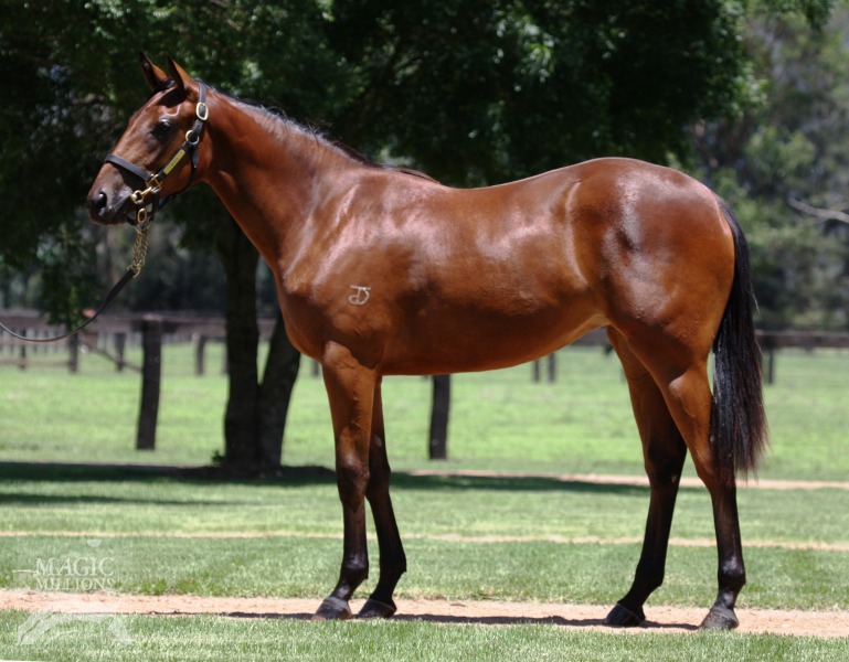 Sepoy (AUS) / North Pole Dancer (AUS) - photo 1