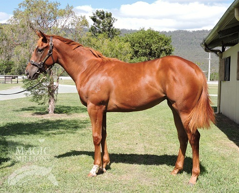 Sepoy (AUS) / Nun Faster (AUS) - photo 1