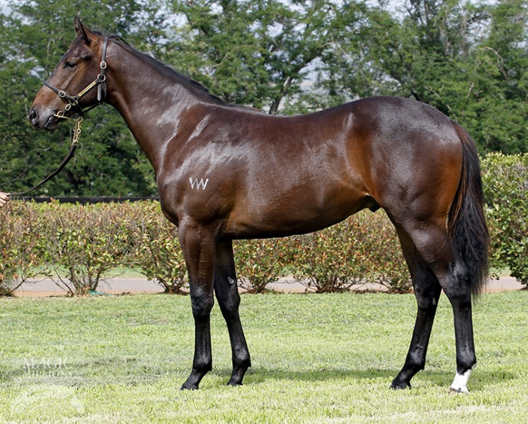 French Blue (AUS) - photo 1