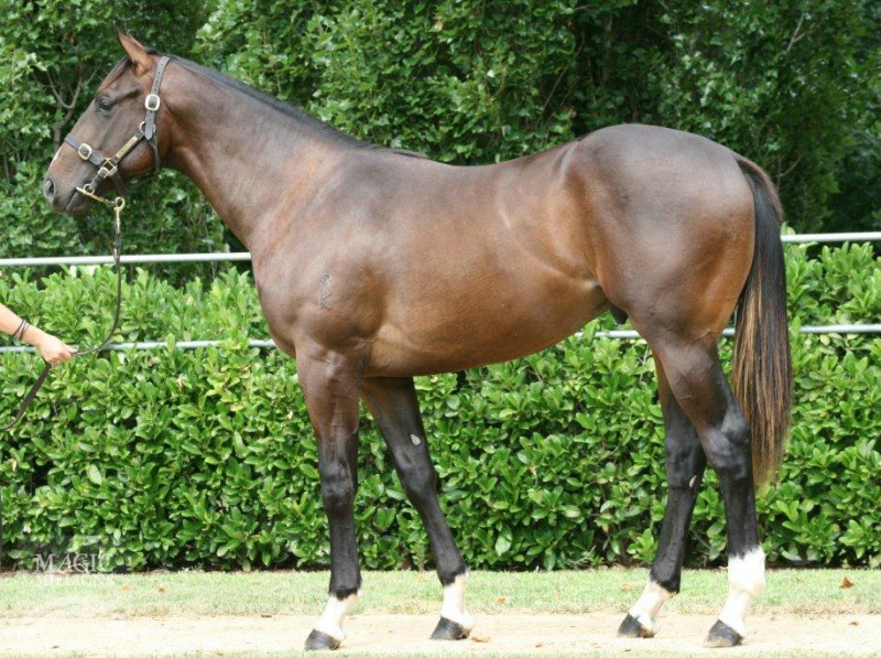 Pewter (AUS) - photo 1