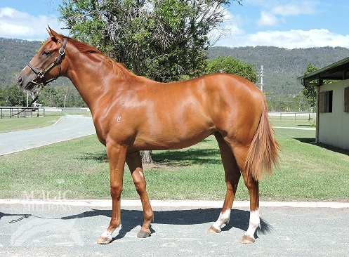 Northern Meteor (AUS) / Okaylah (AUS) - photo 1
