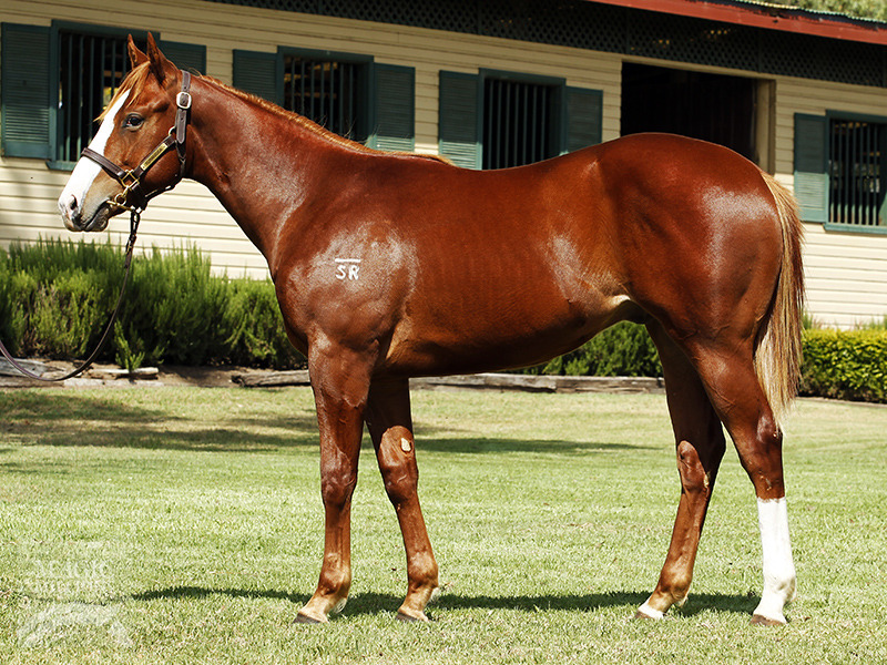 Snippetson (AUS) / Panipique (AUS) - photo 1