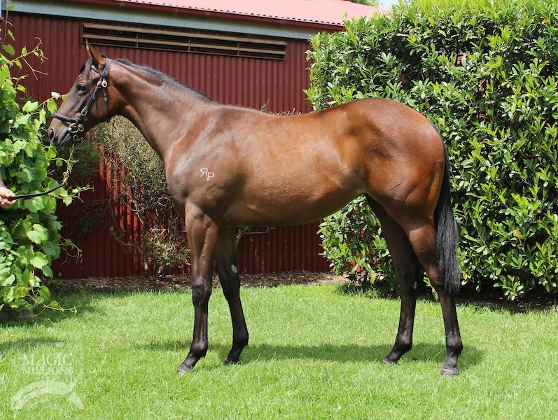 Duchess Of Dubai (AUS) - photo 1