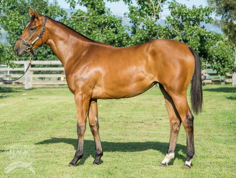 Northern Meteor (AUS) / Piglet's Gold (AUS) - photo 1