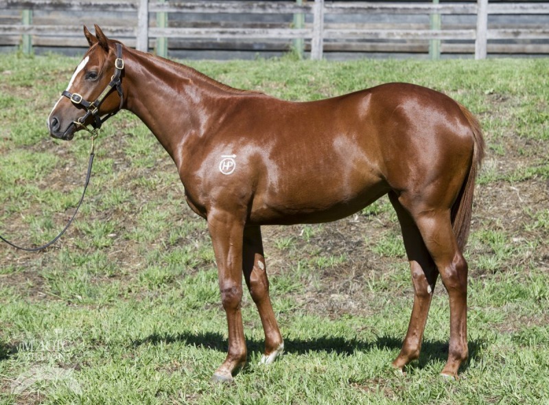 Glamour Gal (AUS) - photo 1