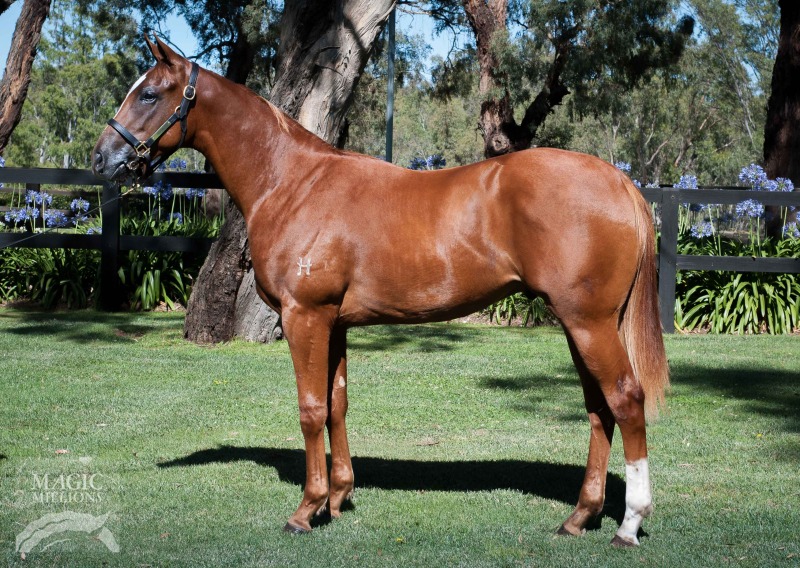 Sebring (AUS) / Princess Gemma (AUS) - photo 1