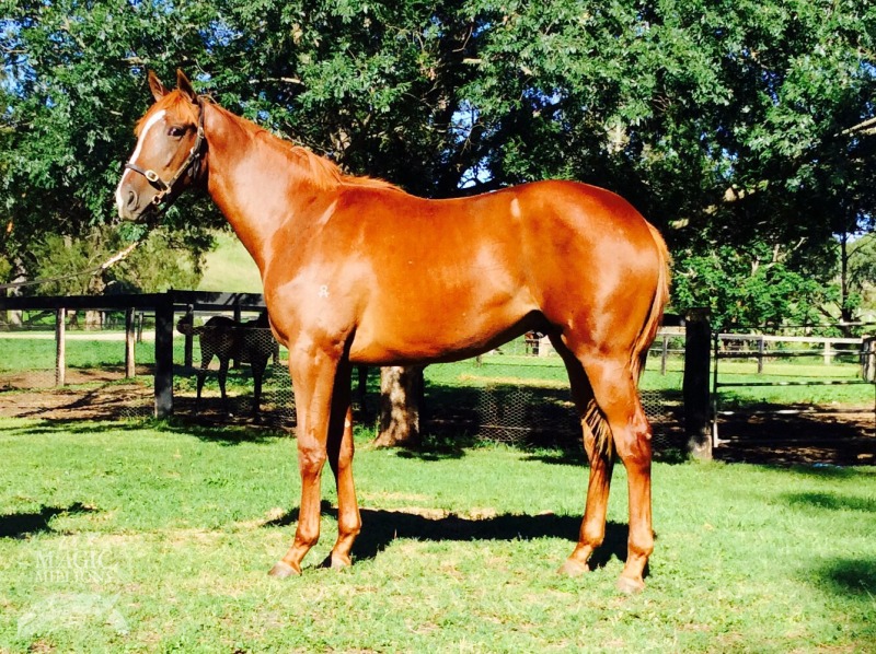 Another Slipper (AUS) - photo 1