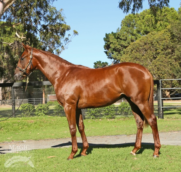 Coolamine (AUS) - photo 1