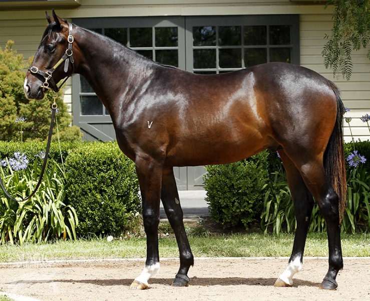 Special Missile (AUS) - photo 1