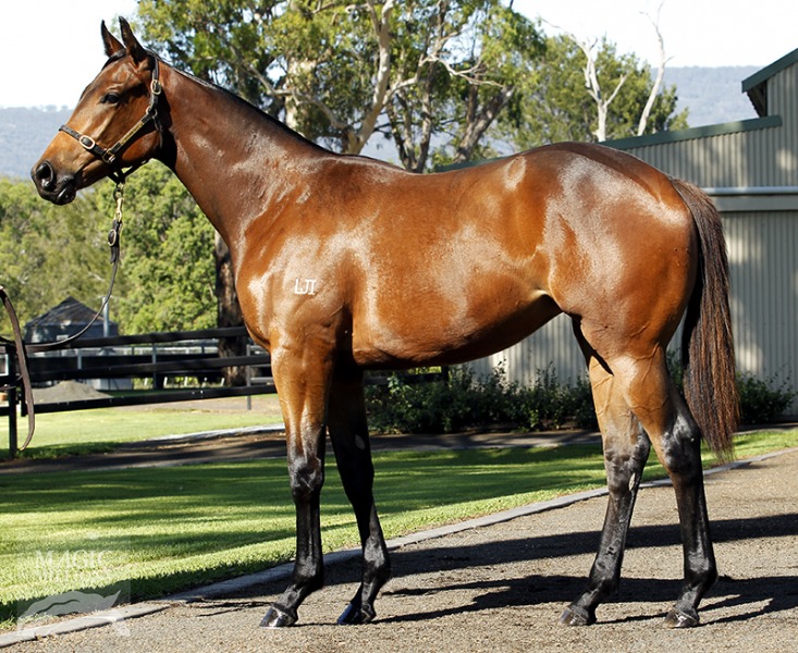 Aellopus (AUS) - photo 1