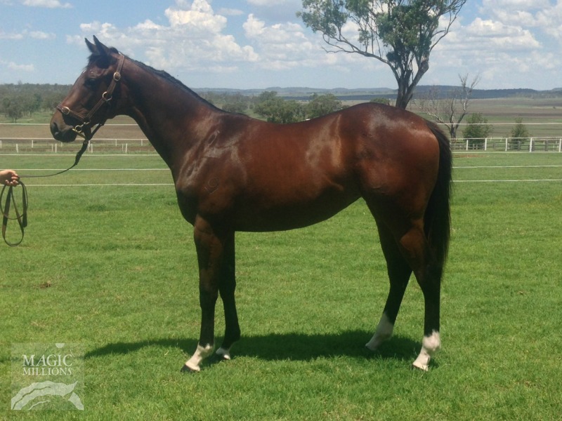 Smart Missile (AUS) / Rainbow Joy (AUS) - photo 1