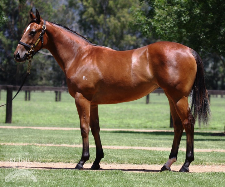 Divajeu (AUS) - photo 1