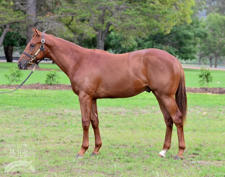 Poet's Voice (GB) / Randwick Bound (AUS) - photo 1