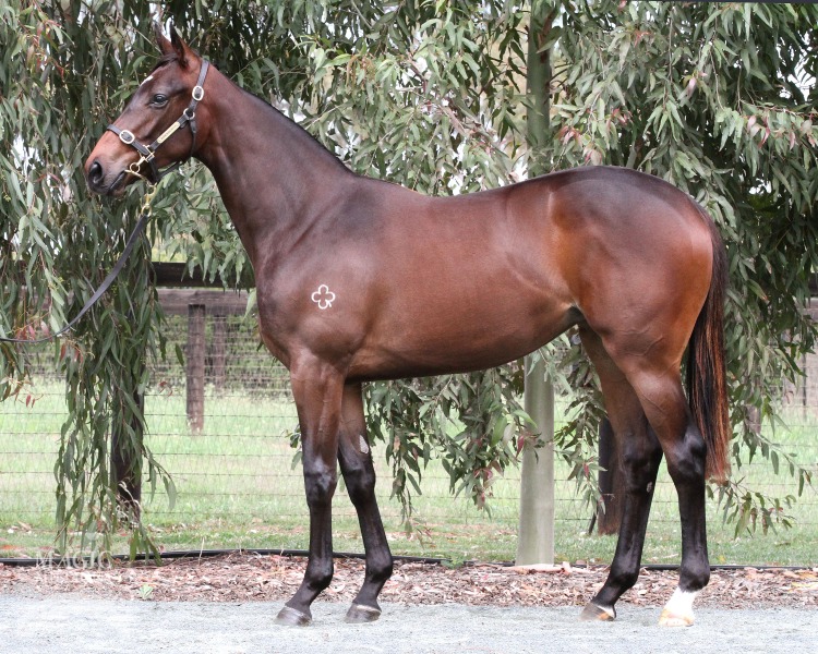 Smart Missile (AUS) / Rap Tale (USA) - photo 1