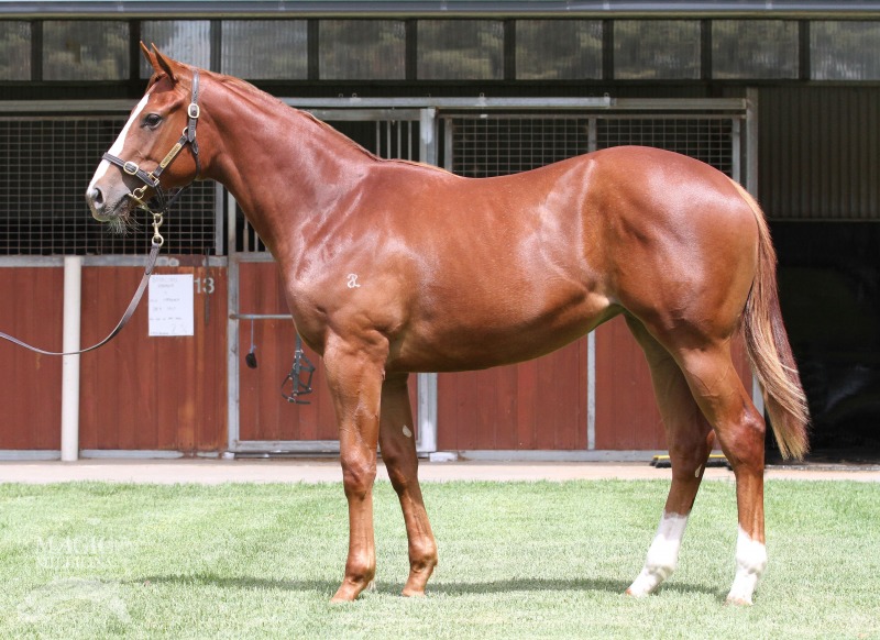 Candela (AUS) - photo 1