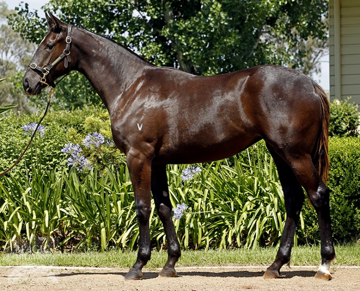 More Than Ready (USA) / Red Queen (AUS) - photo 1