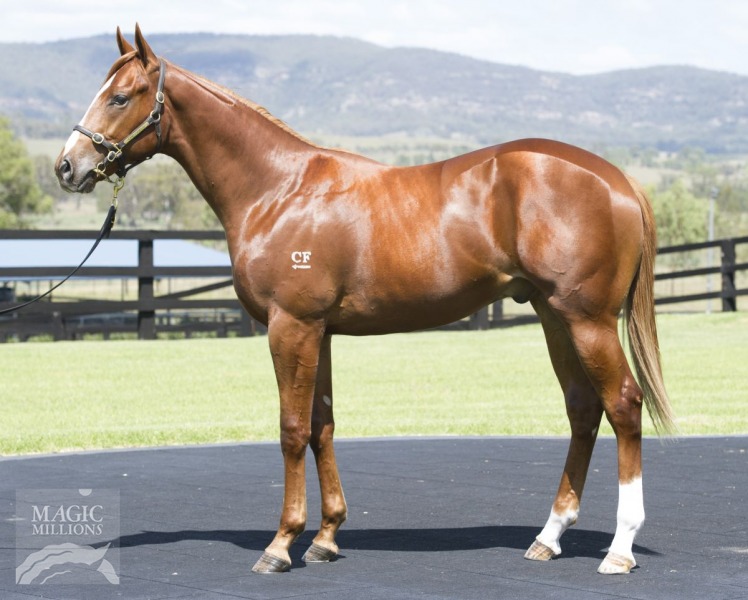 Regimental Force (AUS) - photo 1