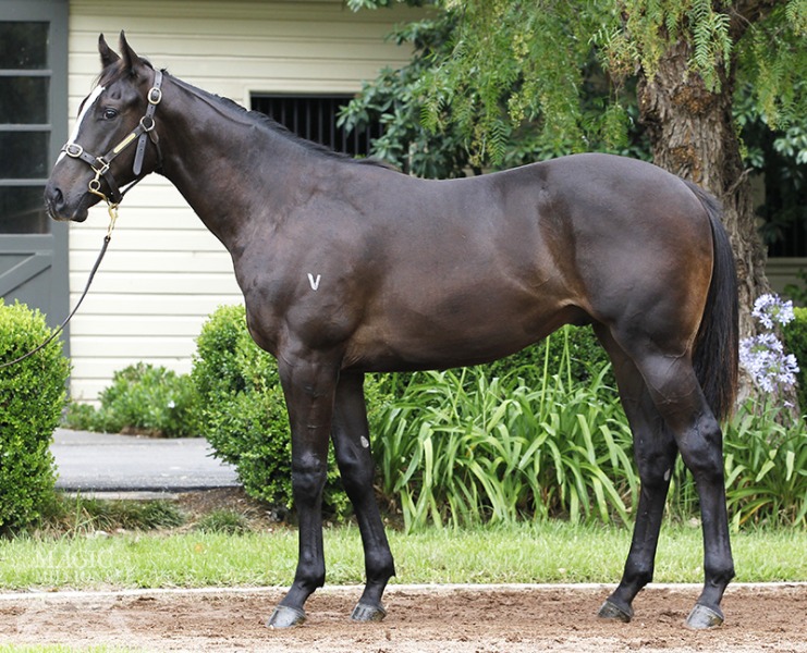 Pluck (USA) / Saigon Moonlight (NZ) - photo 1