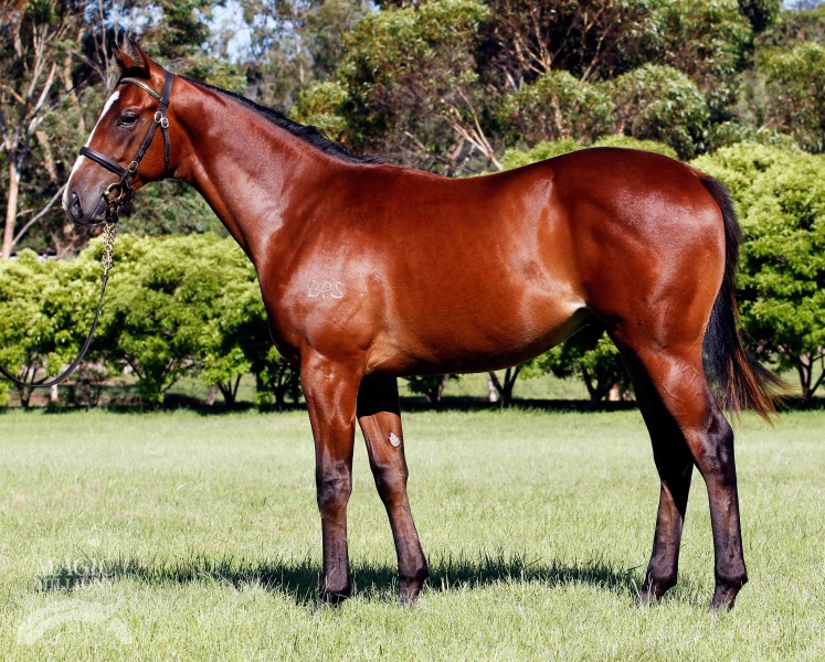 Doubt Defying (AUS) - photo 1