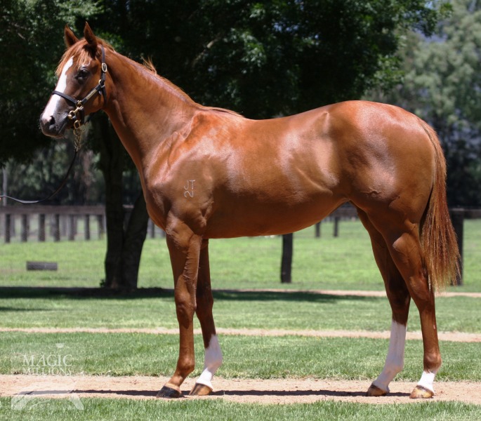 Bodhi Blue (AUS) - photo 1