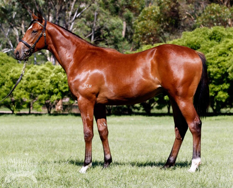 Choisir (AUS) / See My Baby (AUS) - photo 1