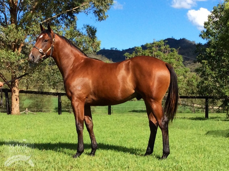 Snitzel (AUS) / Seesawing (AUS) - photo 1