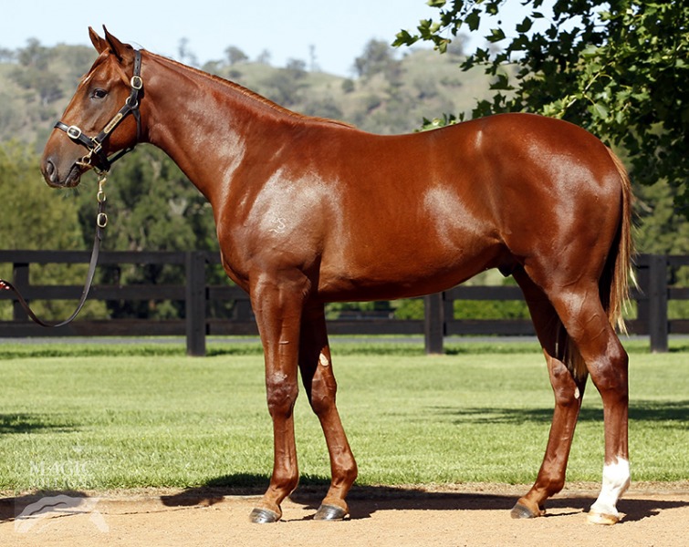 Ready Fire Aim (AUS) - photo 1