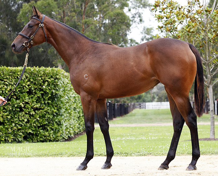 Uncle Mo (USA) / Snapdragon (IRE) - photo 1