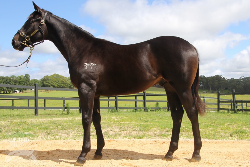 Striving To Win (AUS) - photo 1