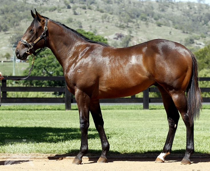 Hinchinbrook (AUS) / Solchow (AUS) - photo 1