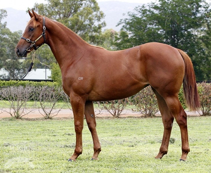 Miss Expensive (AUS) - photo 1