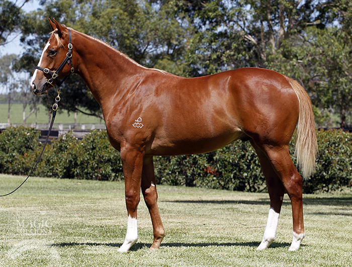 Not a Single Doubt (AUS) / St. Therese (AUS) - photo 1