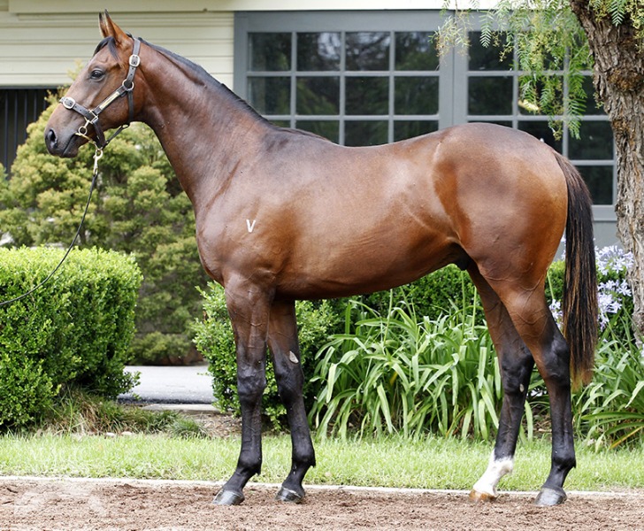 Lord Macau (AUS) - photo 1