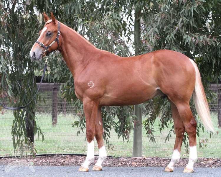 Glamour Boy (AUS) - photo 1