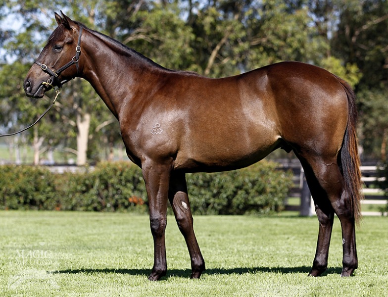 Chicago Nights (AUS) - photo 1