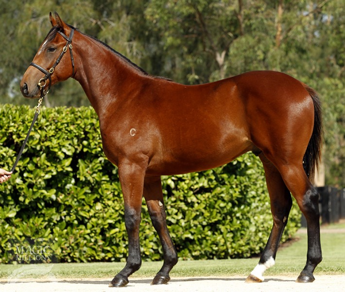 Divisional (AUS) - photo 1