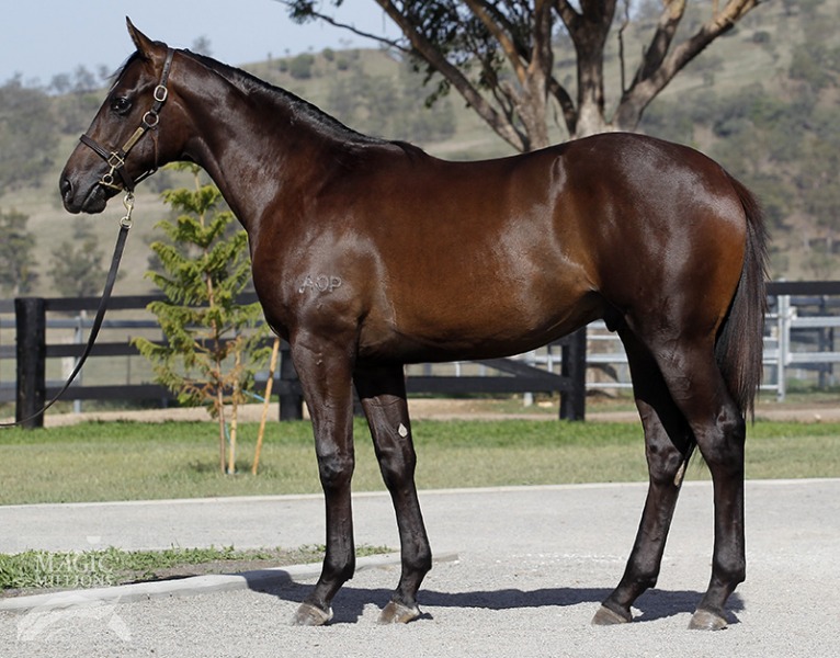 Prince Of Thebes (AUS) - photo 1