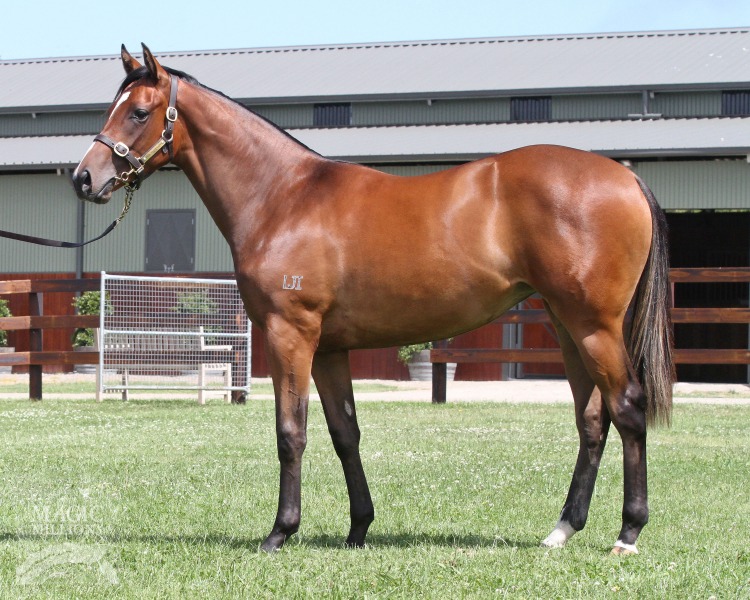 Liffy (AUS) - photo 1