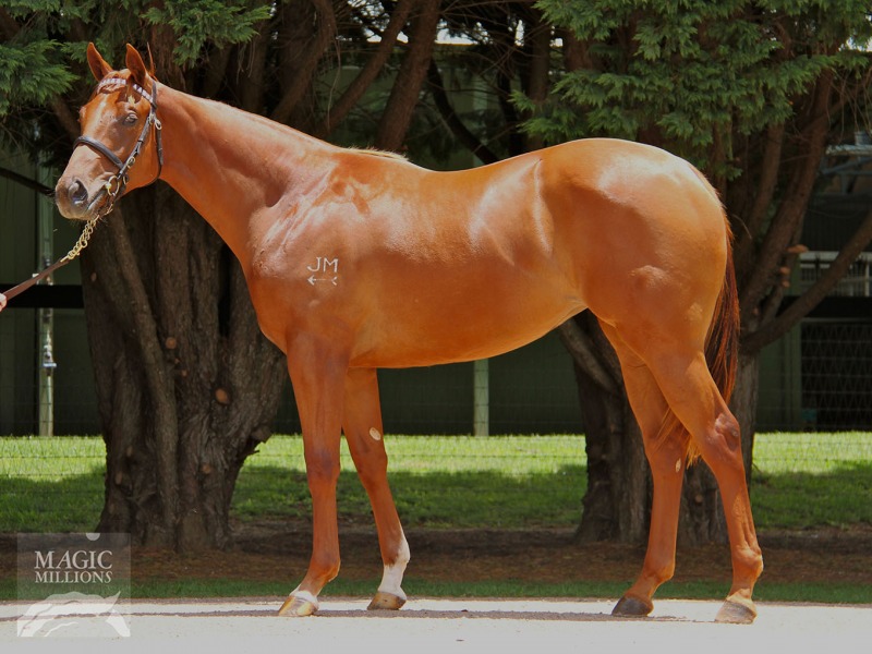 Happy Feet (AUS) - photo 1