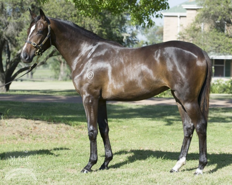 Bernardini (USA) / Tipsy Lane (AUS) - photo 1