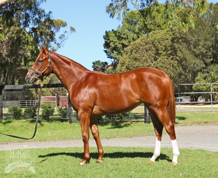 Dream First (AUS) - photo 1