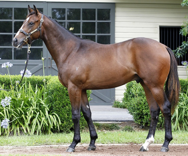 Congrats (USA) / Trezevant (AUS) - photo 1