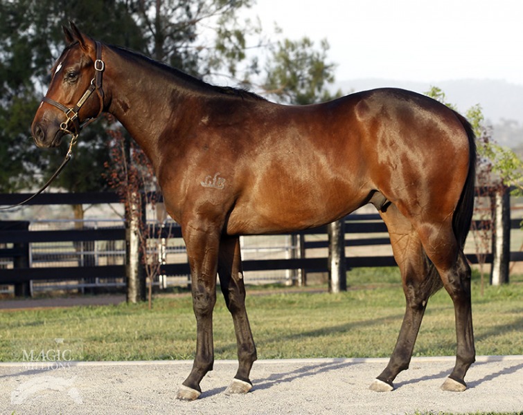 Tribal Prince (AUS) - photo 1