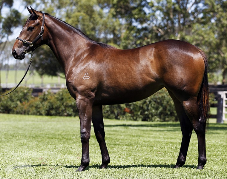 Roses of Joy (AUS) - photo 1