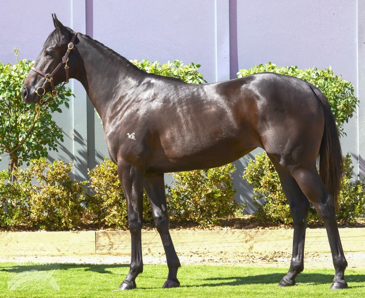 Ollie's Girl (AUS) - photo 1