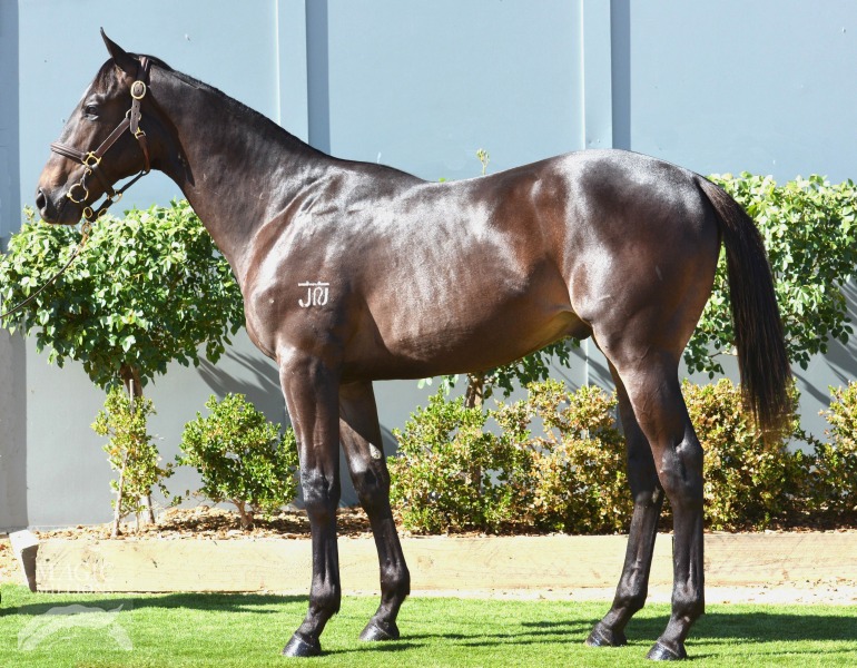 Poet's Voice (GB) / Zachelle (NZ) - photo 1