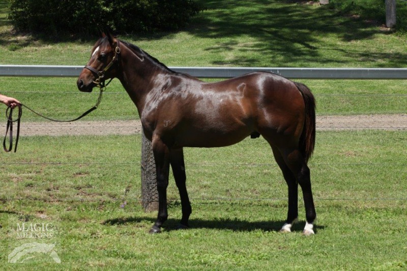 Hinchinbrook (AUS) / Andromache (NZ) - photo 1