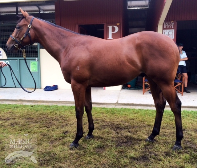 Charge Forward (AUS) / Audacious Amber (AUS) - photo 1